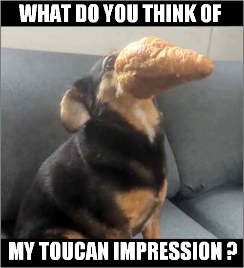 This Dog Loves A Croissant ! | WHAT DO YOU THINK OF; MY TOUCAN IMPRESSION ? | image tagged in dogs,croissant,toucan,impression | made w/ Imgflip meme maker