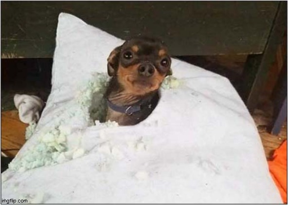 Surprise ! | image tagged in dogs,pillow,ruined,surprise | made w/ Imgflip meme maker