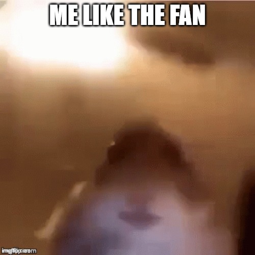 ME LIKE THE FAN | image tagged in lol so funny | made w/ Imgflip meme maker