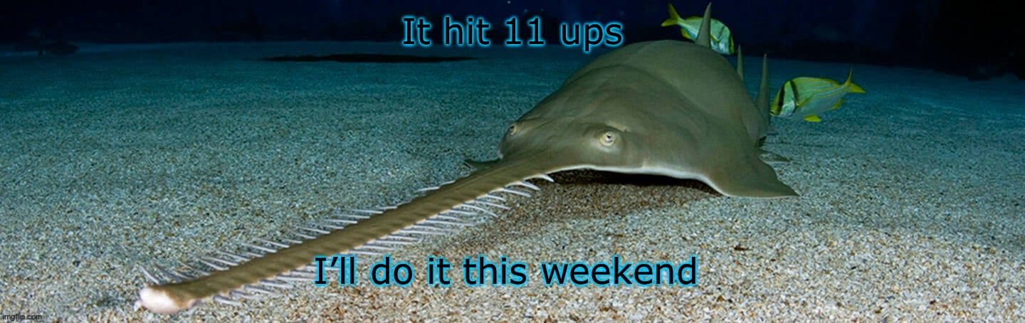 Shiver if you want anything included specifically please comment it | It hit 11 ups; I’ll do it this weekend | image tagged in cool sawfish | made w/ Imgflip meme maker