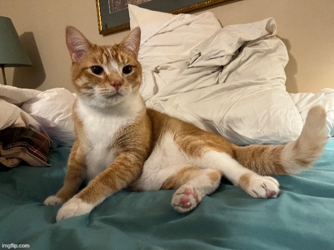 My favorite cat at home: Oscar. | made w/ Imgflip meme maker