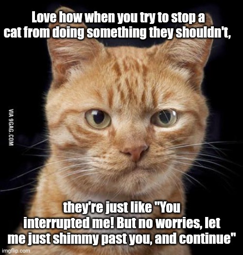 Determined cat | Love how when you try to stop a cat from doing something they shouldn't, they're just like "You interrupted me! But no worries, let me just shimmy past you, and continue" | image tagged in funny cat memes | made w/ Imgflip meme maker