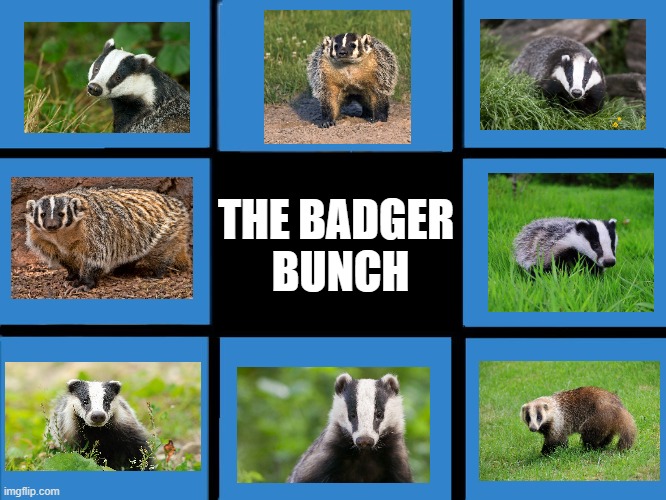 THE BADGER 
BUNCH | made w/ Imgflip meme maker