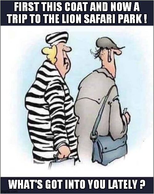 What A Thoughtful Husband ! | FIRST THIS COAT AND NOW A TRIP TO THE LION SAFARI PARK ! WHAT'S GOT INTO YOU LATELY ? | image tagged in safari park,husband wife,zebra,lions,dark humour | made w/ Imgflip meme maker