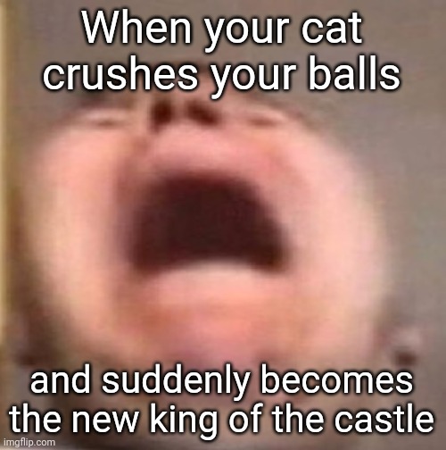 Part 2 of "the cat crushing your balls" now made with AI | When your cat crushes your balls; and suddenly becomes the new king of the castle | image tagged in pain | made w/ Imgflip meme maker