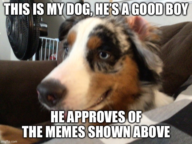 This mah doggo | THIS IS MY DOG, HE’S A GOOD BOY; HE APPROVES OF THE MEMES SHOWN ABOVE | image tagged in bork | made w/ Imgflip meme maker