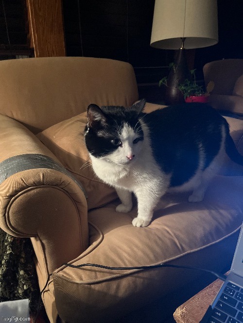 I miss my cat Buster. | made w/ Imgflip meme maker