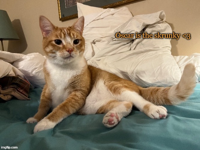 (sorry for the fact im posting just cat images. i cant help myself) | Oscar is the skrunky <3 | made w/ Imgflip meme maker
