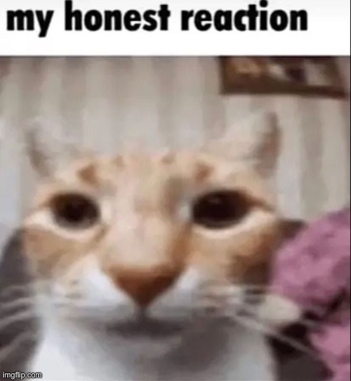 My honest reaction Blank Meme Template