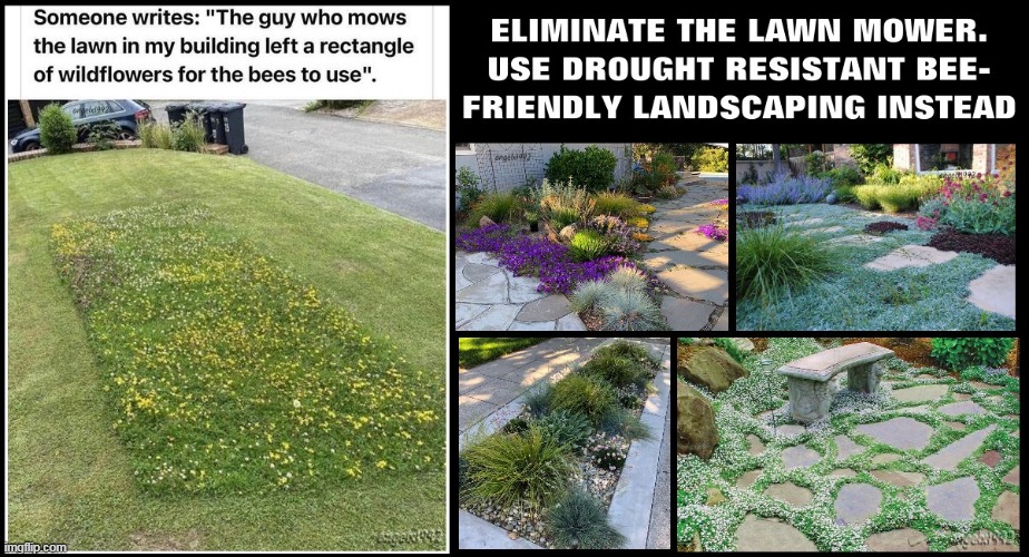 image tagged in bees,yard,lawn,california,nevada,drought | made w/ Imgflip meme maker