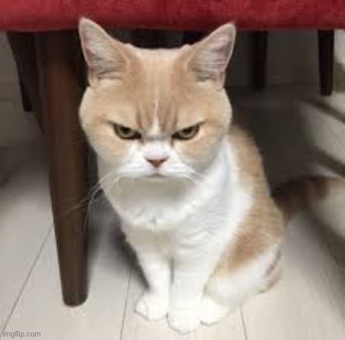 angry cat | image tagged in angry cat | made w/ Imgflip meme maker