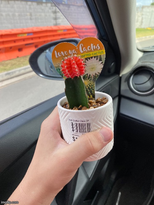 Bought a cactus | made w/ Imgflip meme maker