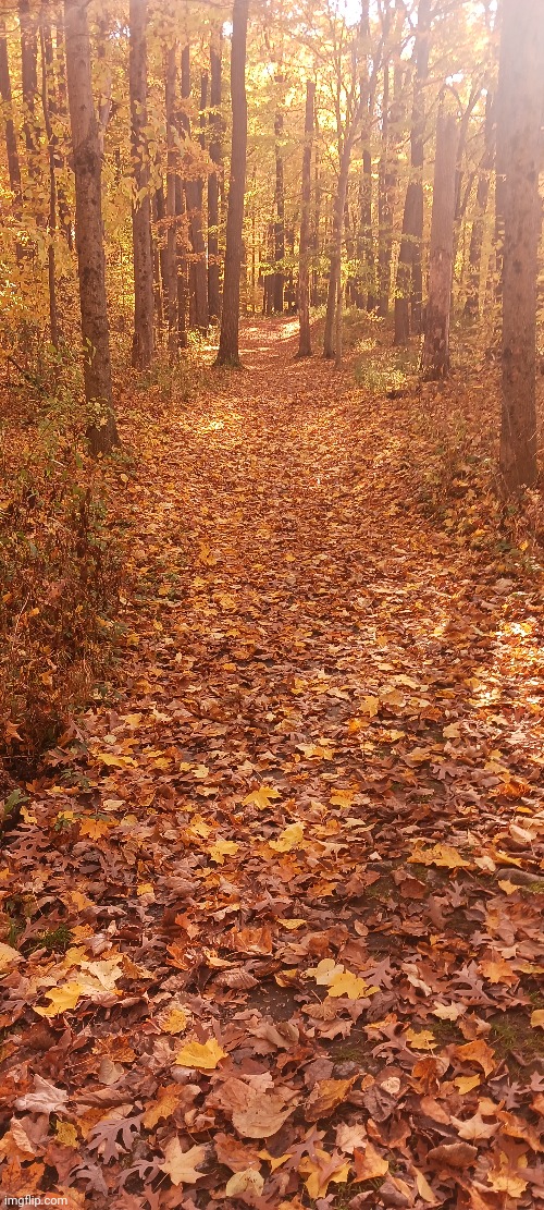 THE FOREST WAS A BEAUTIFUL COLOR TODAY | image tagged in forest,woods,autumn leaves | made w/ Imgflip meme maker