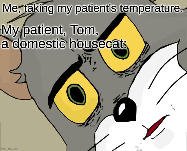 Unsettled Tom | Me, taking my patient's temperature. My patient, Tom, a domestic housecat: | image tagged in memes,unsettled tom | made w/ Imgflip meme maker