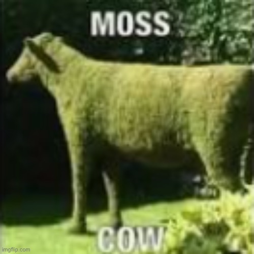 Moss Cow | image tagged in moss cow | made w/ Imgflip meme maker