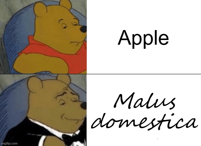 is an apple red | Apple; Malus domestica | image tagged in memes,tuxedo winnie the pooh | made w/ Imgflip meme maker