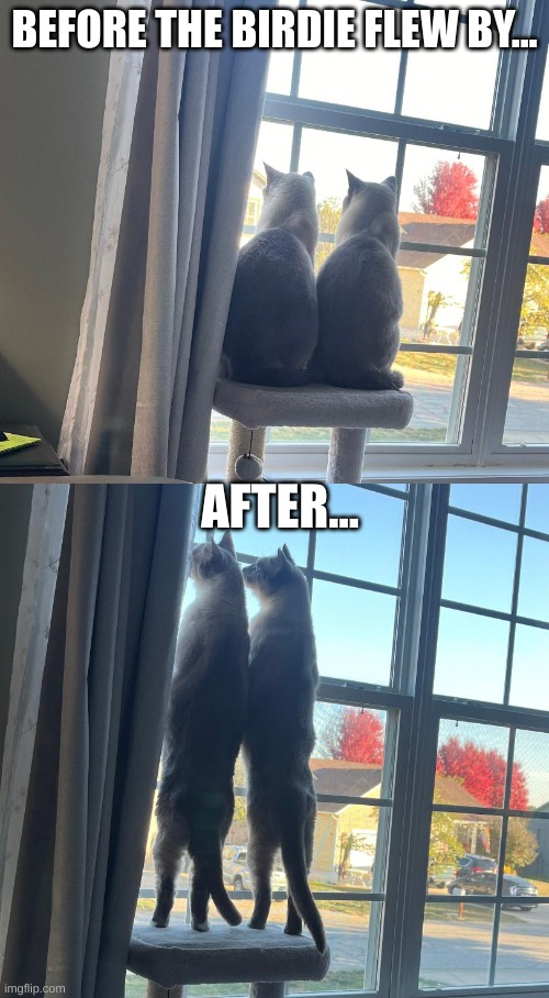 Birdie Cats | BEFORE THE BIRDIE FLEW BY... AFTER... | image tagged in before birdie,after birdie | made w/ Imgflip meme maker