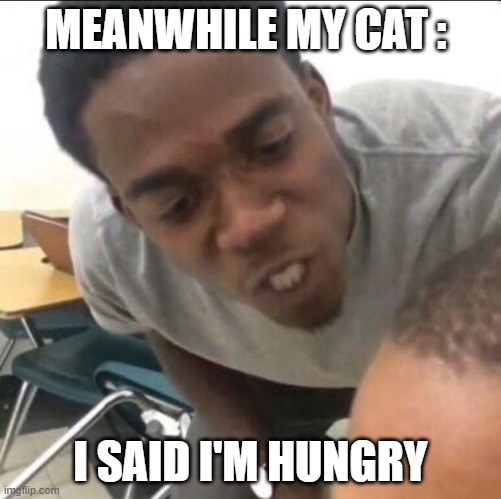MEANWHILE MY CAT : I SAID I'M HUNGRY | image tagged in i said we sad today | made w/ Imgflip meme maker
