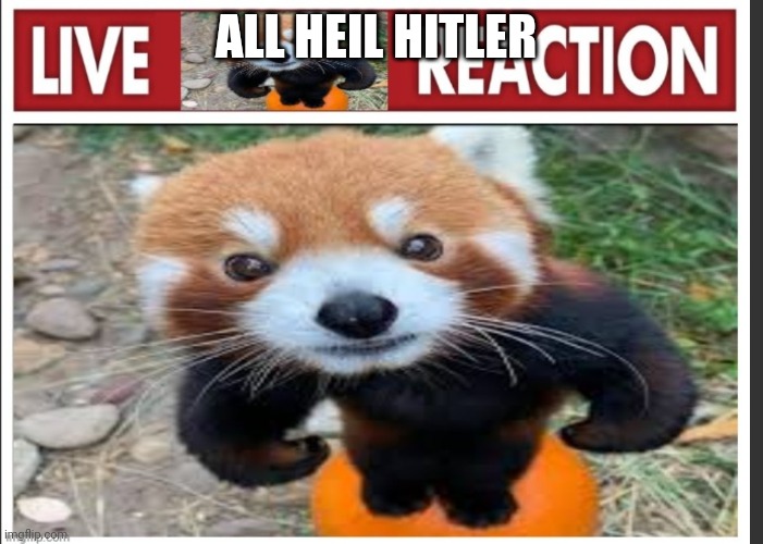 Live FunnyRedPanda reaction | ALL HEIL HITLER | image tagged in live funnyredpanda reaction | made w/ Imgflip meme maker