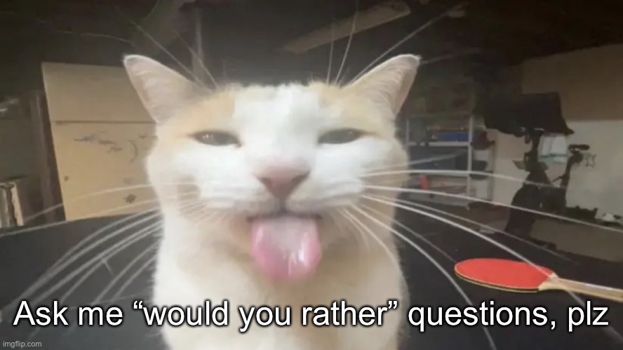 Basic rules | Ask me “would you rather” questions, plz | image tagged in bleh cat | made w/ Imgflip meme maker
