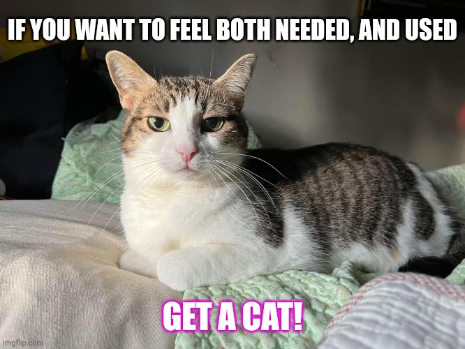 Cat Demanding | IF YOU WANT TO FEEL BOTH NEEDED, AND USED; GET A CAT! | image tagged in cat demanding | made w/ Imgflip meme maker