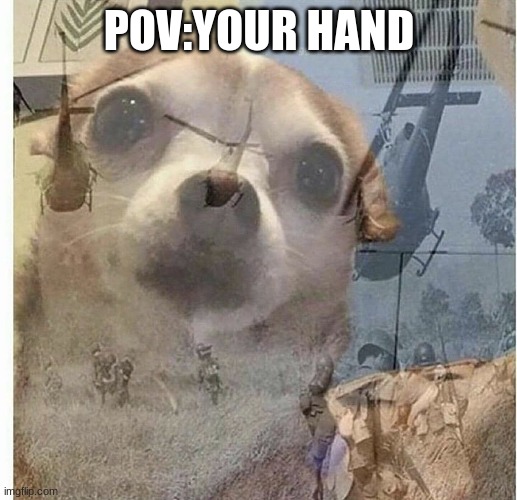 PTSD Chihuahua | POV:YOUR HAND | image tagged in ptsd chihuahua | made w/ Imgflip meme maker