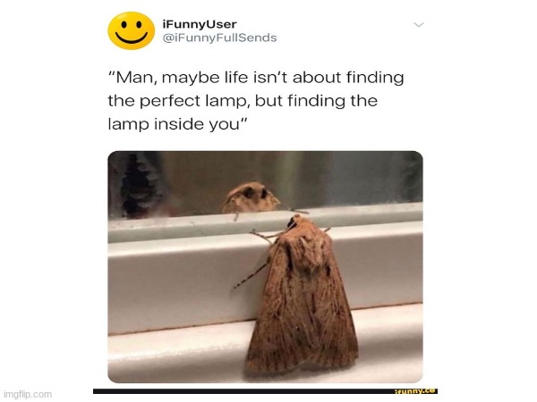 Quote of the day | image tagged in moth,funny,tweet,parody | made w/ Imgflip meme maker