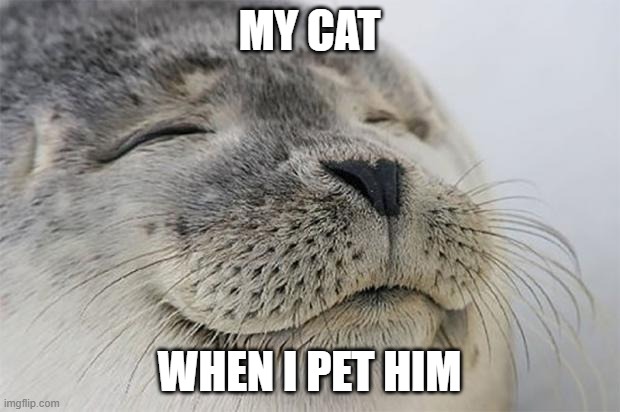 Satisfied Seal | MY CAT; WHEN I PET HIM | image tagged in memes,satisfied seal | made w/ Imgflip meme maker