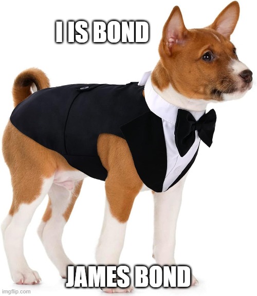 the best James bond | I IS BOND; JAMES BOND | image tagged in james bond,dog,basenji | made w/ Imgflip meme maker