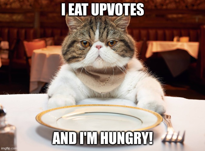 Please feed him! He's hungry! | I EAT UPVOTES; AND I'M HUNGRY! | image tagged in hungry cat | made w/ Imgflip meme maker