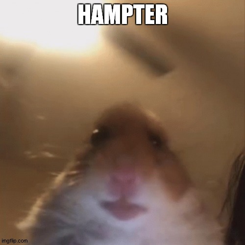 hampter | HAMPTER | image tagged in hampter | made w/ Imgflip meme maker