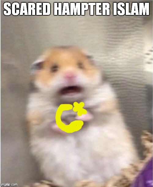 scared hamster islam | SCARED HAMPTER ISLAM | image tagged in scared hamster | made w/ Imgflip meme maker