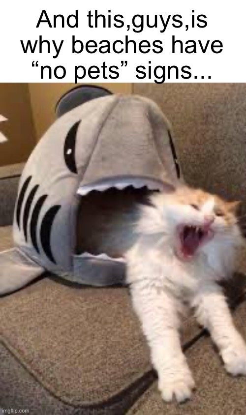 Just a joke and an image I found on google | And this,guys,is why beaches have “no pets” signs... | image tagged in cats,funny,beach,no,pets | made w/ Imgflip meme maker
