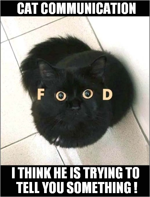 Look Into Those Eyes ! | CAT COMMUNICATION; I THINK HE IS TRYING TO
 TELL YOU SOMETHING ! | image tagged in cats,stare,food,feed me | made w/ Imgflip meme maker