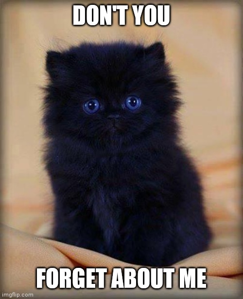 Don't forget about me | DON'T YOU; FORGET ABOUT ME | image tagged in insanely cute kitten,funny memes | made w/ Imgflip meme maker