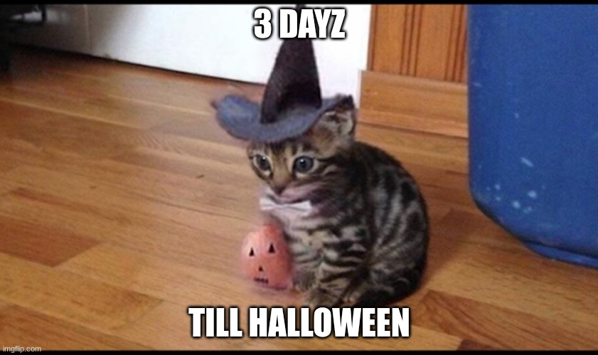 Halloween cat | 3 DAYZ; TILL HALLOWEEN | image tagged in halloween cat,halloween | made w/ Imgflip meme maker