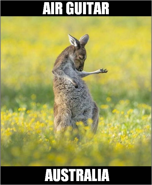 Is That A Kerrangaroo ? | AIR GUITAR; AUSTRALIA | image tagged in air guitar,kangaroo,australia | made w/ Imgflip meme maker