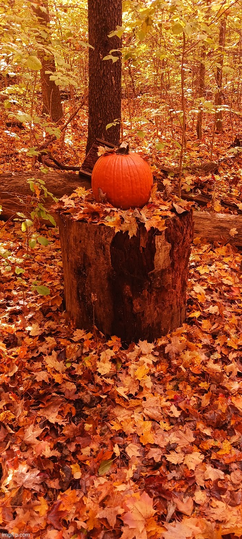 A PUMPKIN IN THE FOREST | image tagged in forest,pumpkin,woods | made w/ Imgflip meme maker