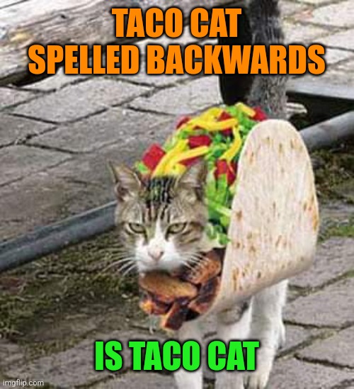 Taco Cat | TACO CAT SPELLED BACKWARDS; IS TACO CAT | image tagged in taco,cat,halloween costume,tacos,cats,funny memes | made w/ Imgflip meme maker