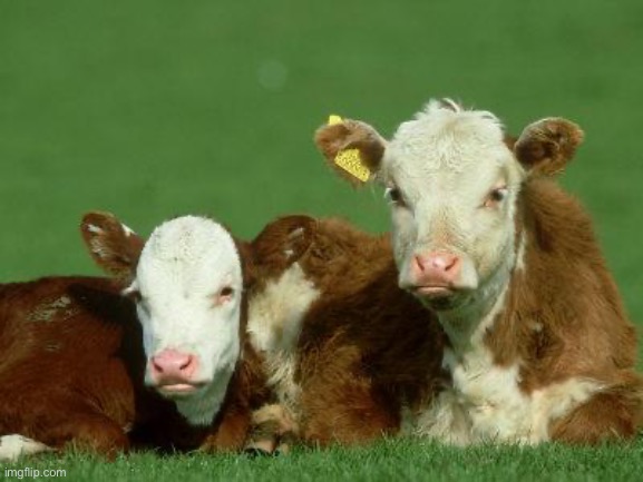 Baby Cows | image tagged in baby cows | made w/ Imgflip meme maker