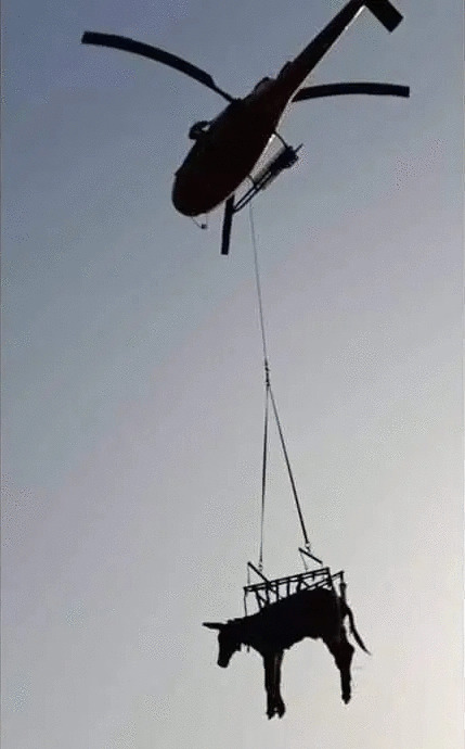 Burro cargado elevado transportado en helicoptero Blank Meme Template