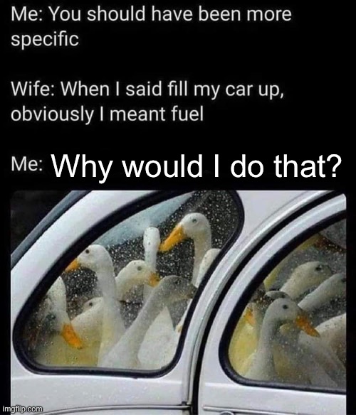 Why, wifey, why? | Why would I do that? | image tagged in ducks,car | made w/ Imgflip meme maker