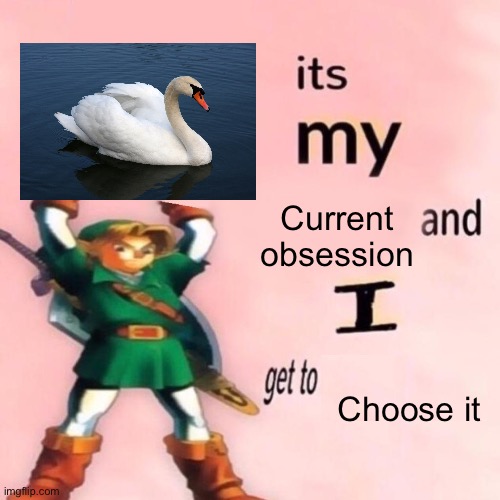 I just think they’re neat | Current obsession; Choose it | image tagged in it's my ___ and i get to ____,memes,swans,swan,birds | made w/ Imgflip meme maker