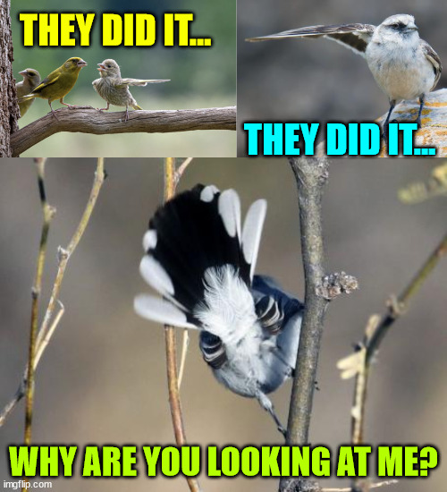 Pointing the wing... | THEY DID IT... THEY DID IT... WHY ARE YOU LOOKING AT ME? | image tagged in fun,bad smell,pointing,wings | made w/ Imgflip meme maker