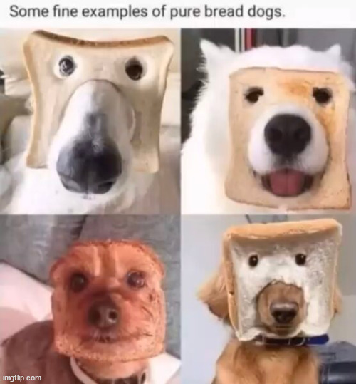Pure bread dogs | image tagged in eye roll,dog,bread | made w/ Imgflip meme maker