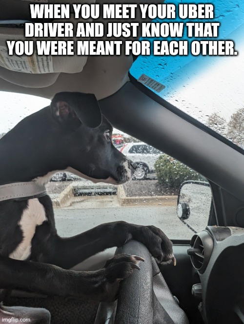 Where to? | WHEN YOU MEET YOUR UBER DRIVER AND JUST KNOW THAT YOU WERE MEANT FOR EACH OTHER. | image tagged in dogs,cute puppies,puppy,uber,driving,dating | made w/ Imgflip meme maker