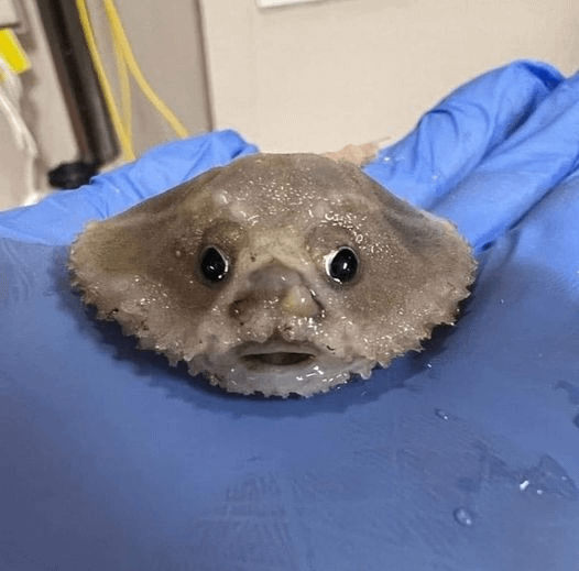 High Quality Batfish Blank Meme Template