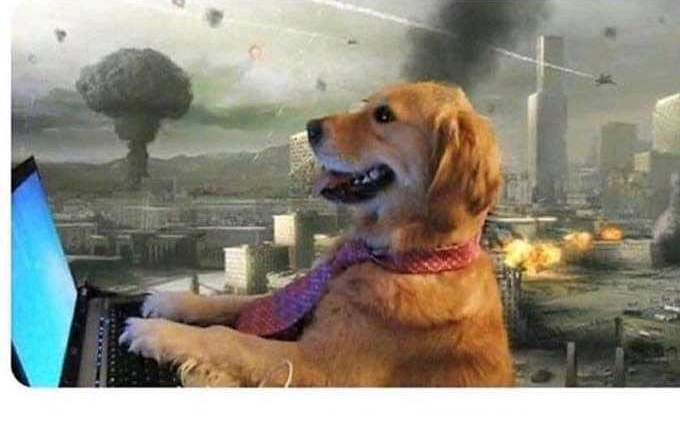 DOG ON COMPUTER DISASTER OUTSIDE Blank Meme Template