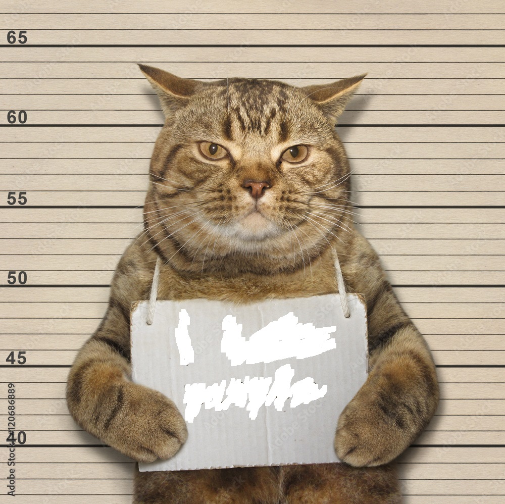 High Quality arrested cat blank Blank Meme Template
