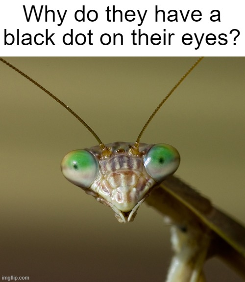 so why | Why do they have a black dot on their eyes? | image tagged in praying mantis head,praying mantis,insects | made w/ Imgflip meme maker